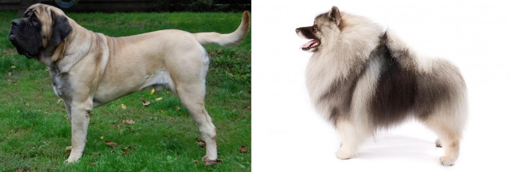 Keeshond vs English Mastiff - Breed Comparison