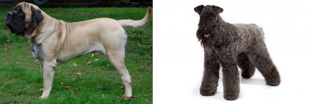 Kerry Blue Terrier vs English Mastiff - Breed Comparison