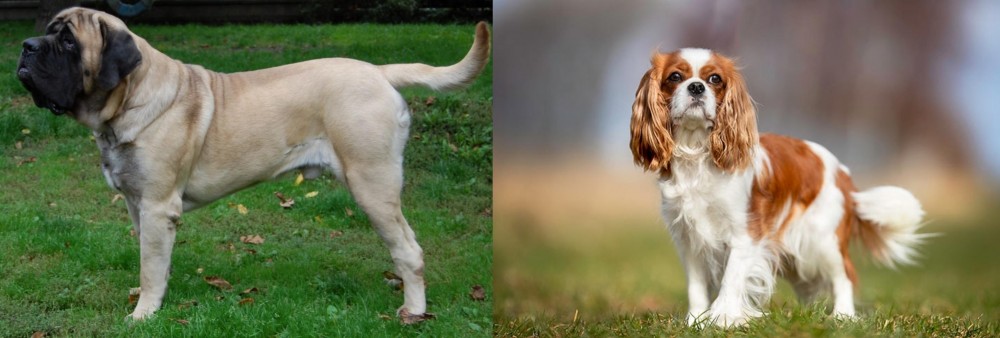 King Charles Spaniel vs English Mastiff - Breed Comparison