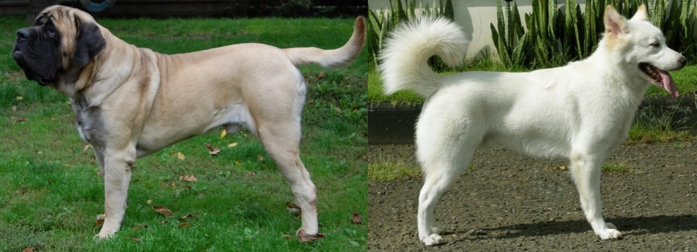 Kintamani vs English Mastiff - Breed Comparison