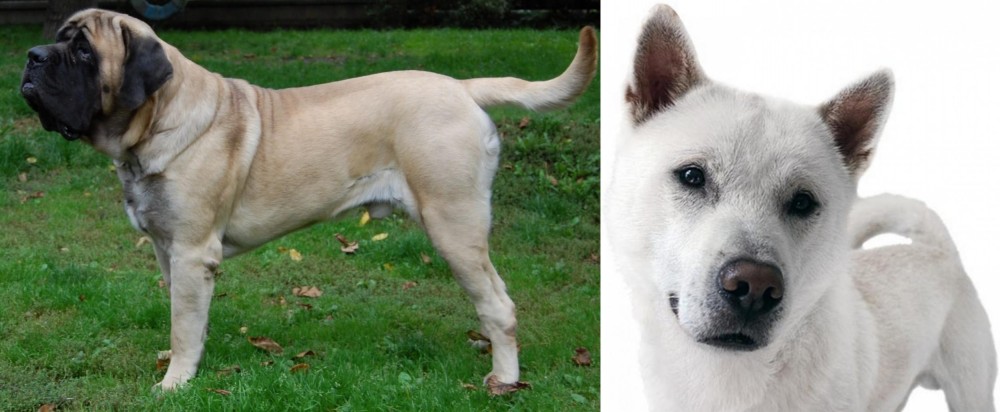 Kishu vs English Mastiff - Breed Comparison