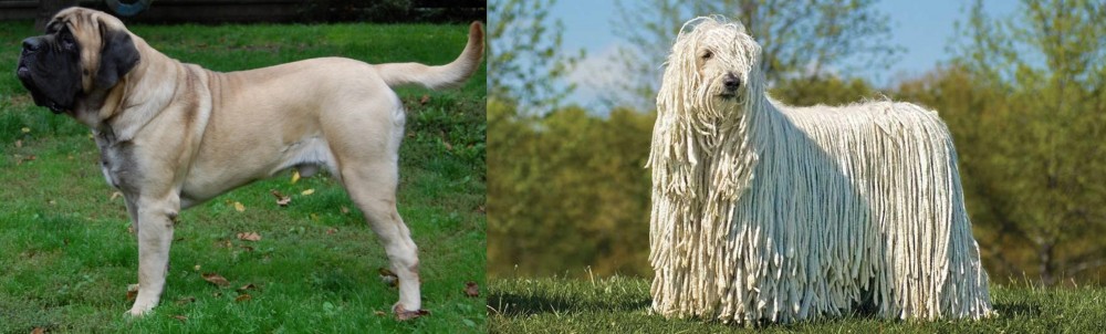 Komondor vs English Mastiff - Breed Comparison