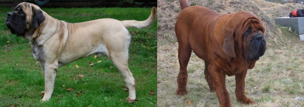 Korean Mastiff vs English Mastiff - Breed Comparison