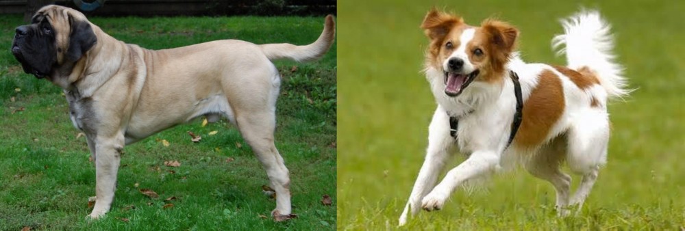 Kromfohrlander vs English Mastiff - Breed Comparison