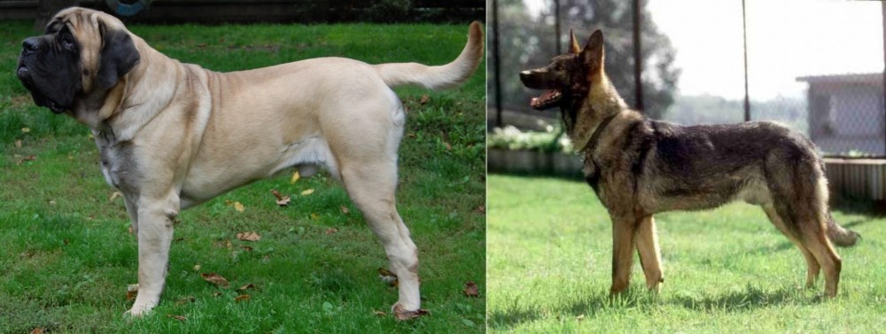 Kunming Dog vs English Mastiff - Breed Comparison