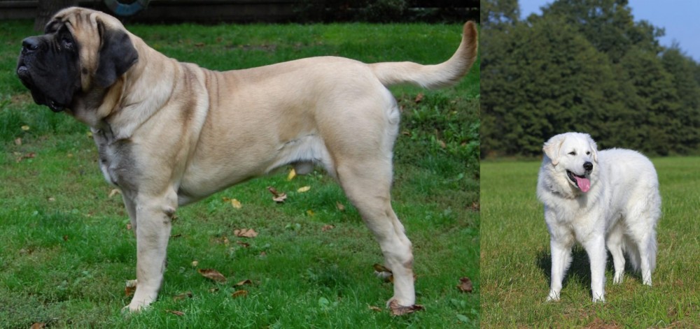 Kuvasz vs English Mastiff - Breed Comparison