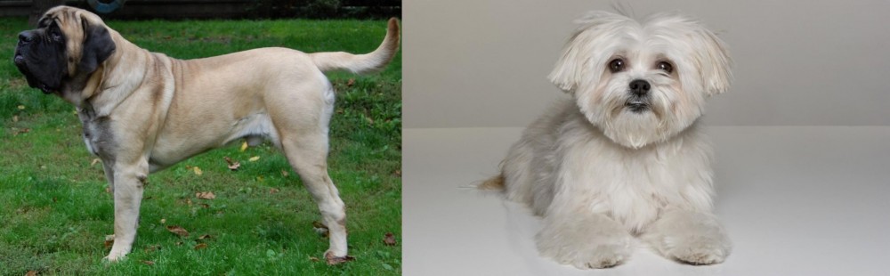 Kyi-Leo vs English Mastiff - Breed Comparison