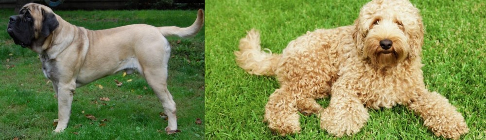 Labradoodle vs English Mastiff - Breed Comparison