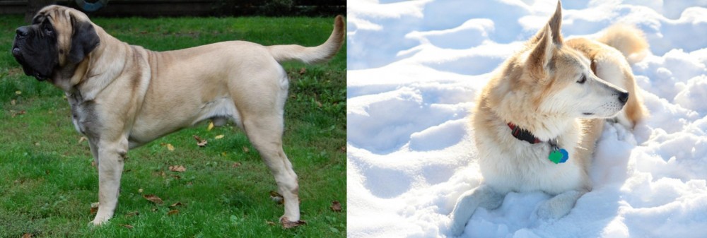 Labrador Husky vs English Mastiff - Breed Comparison