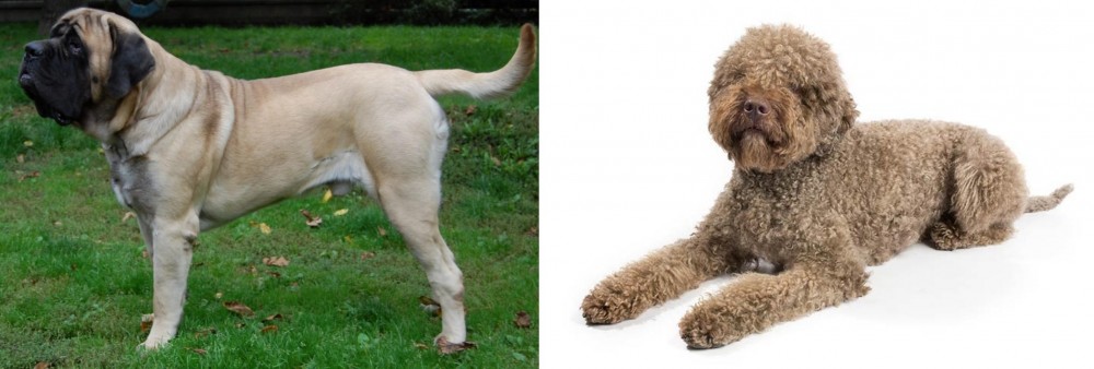 Lagotto Romagnolo vs English Mastiff - Breed Comparison