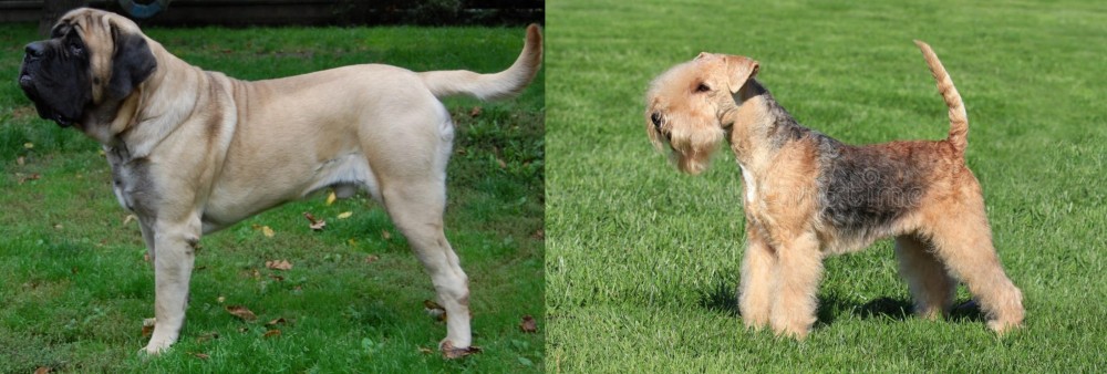 Lakeland Terrier vs English Mastiff - Breed Comparison