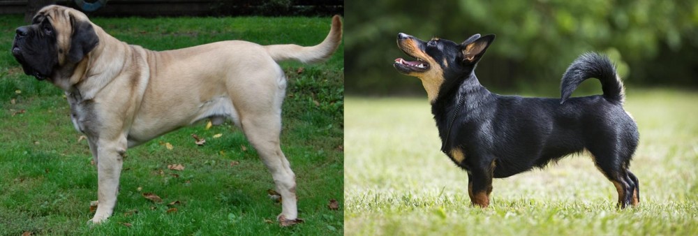 Lancashire Heeler vs English Mastiff - Breed Comparison