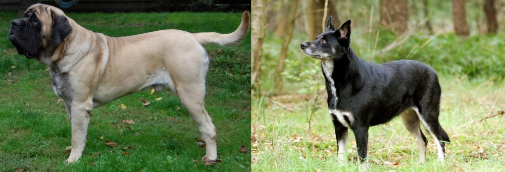 Lapponian Herder vs English Mastiff - Breed Comparison