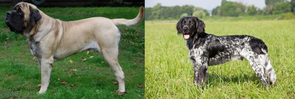 Large Munsterlander vs English Mastiff - Breed Comparison