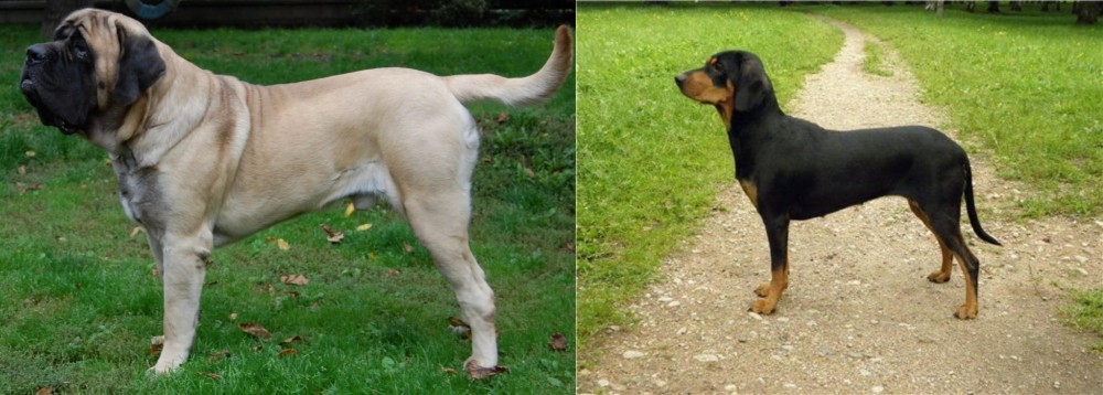 Latvian Hound vs English Mastiff - Breed Comparison