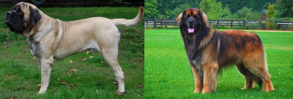 Leonberger vs English Mastiff - Breed Comparison