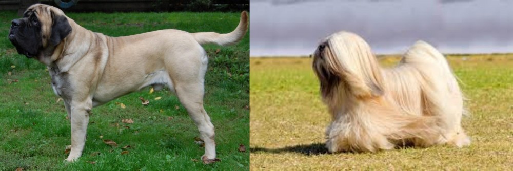 Lhasa Apso vs English Mastiff - Breed Comparison