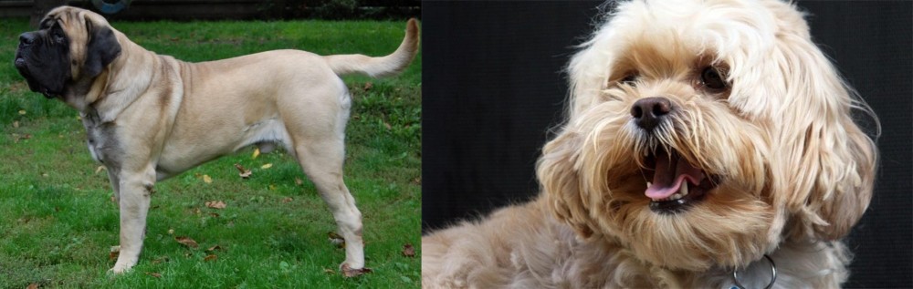 Lhasapoo vs English Mastiff - Breed Comparison