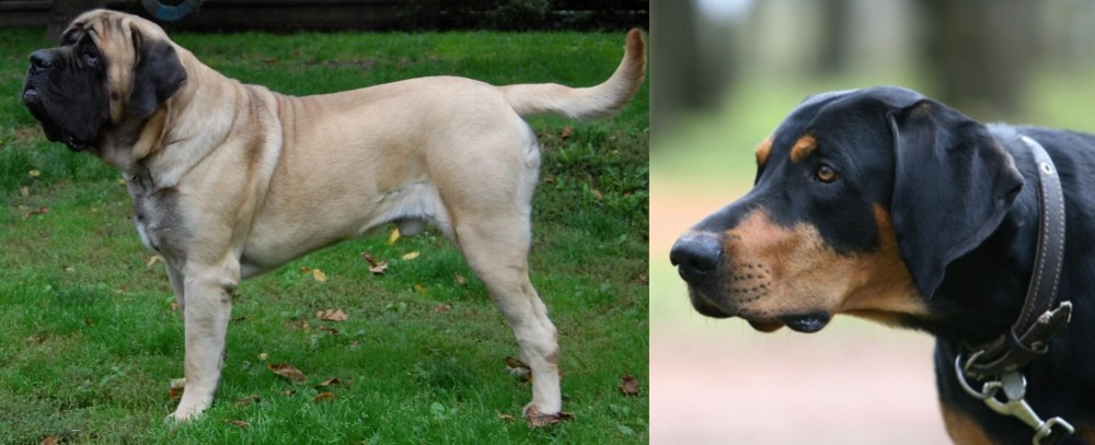 Lithuanian Hound vs English Mastiff - Breed Comparison