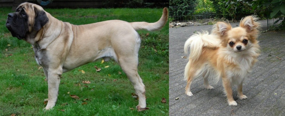 Long Haired Chihuahua vs English Mastiff - Breed Comparison