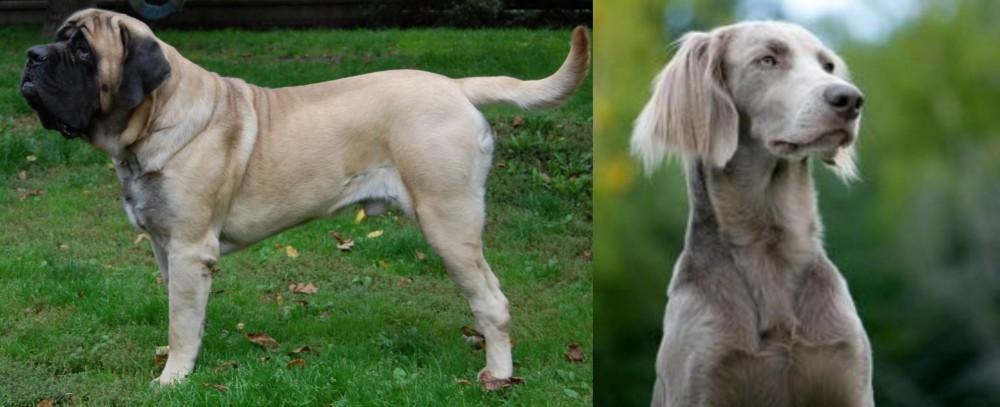 Longhaired Weimaraner vs English Mastiff - Breed Comparison