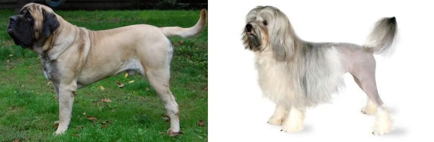 Lowchen vs English Mastiff - Breed Comparison