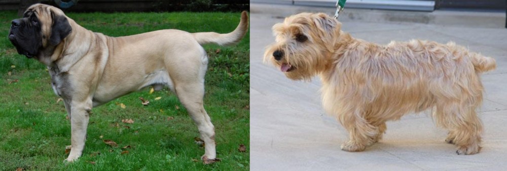 Lucas Terrier vs English Mastiff - Breed Comparison