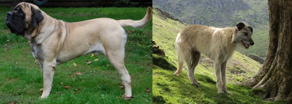 Lurcher vs English Mastiff - Breed Comparison