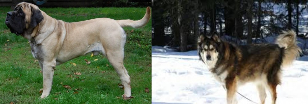 Mackenzie River Husky vs English Mastiff - Breed Comparison