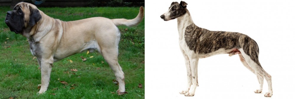 Magyar Agar vs English Mastiff - Breed Comparison