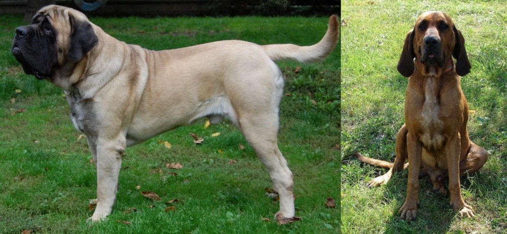 Majestic Tree Hound vs English Mastiff - Breed Comparison