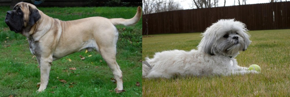 Mal-Shi vs English Mastiff - Breed Comparison