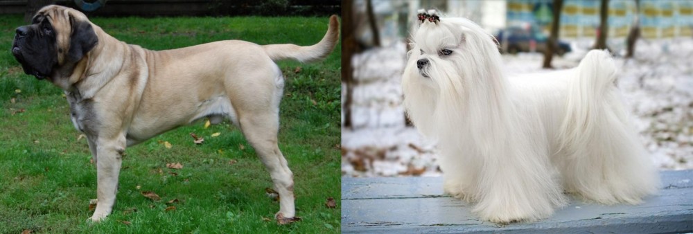 Maltese vs English Mastiff - Breed Comparison
