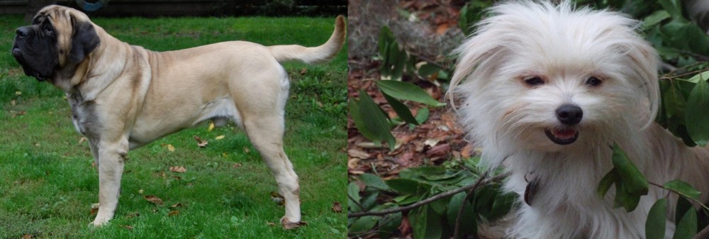 Malti-Pom vs English Mastiff - Breed Comparison