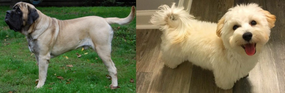 Maltipoo vs English Mastiff - Breed Comparison