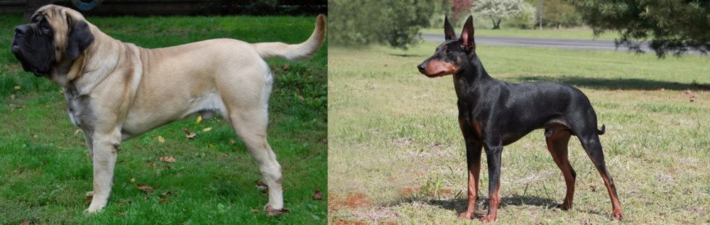 Manchester Terrier vs English Mastiff - Breed Comparison