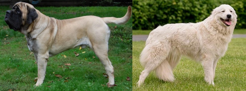 Maremma Sheepdog vs English Mastiff - Breed Comparison