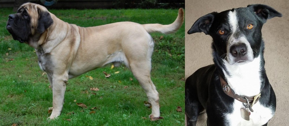McNab vs English Mastiff - Breed Comparison