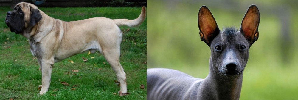 Mexican Hairless vs English Mastiff - Breed Comparison