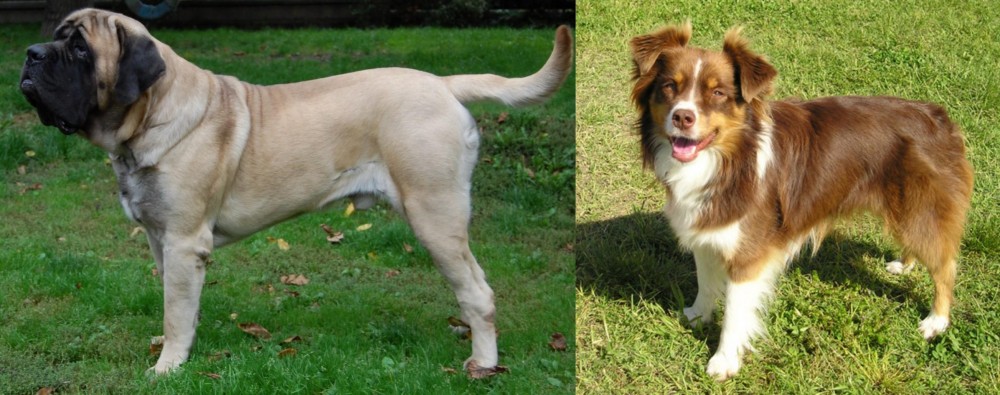 Miniature Australian Shepherd vs English Mastiff - Breed Comparison
