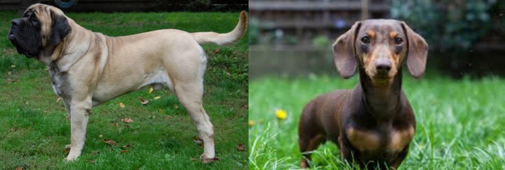 Miniature Dachshund vs English Mastiff - Breed Comparison