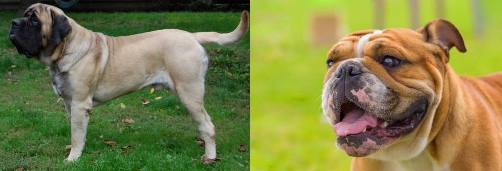 Miniature English Bulldog vs English Mastiff - Breed Comparison