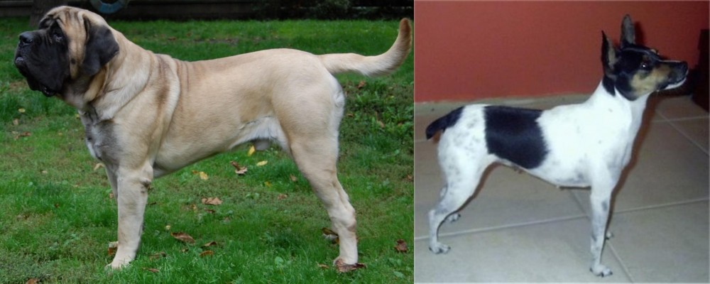 Miniature Fox Terrier vs English Mastiff - Breed Comparison