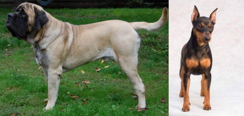 Miniature Pinscher vs English Mastiff - Breed Comparison