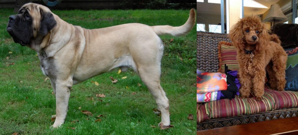 Miniature Poodle vs English Mastiff - Breed Comparison