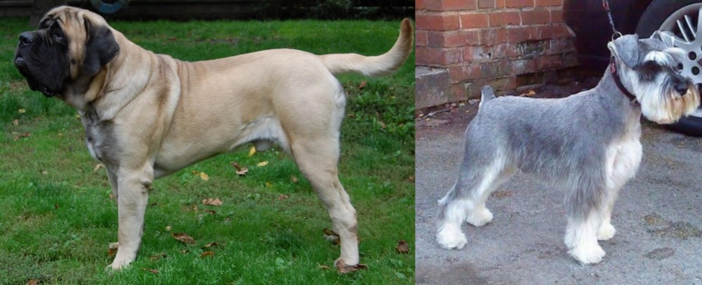 Miniature Schnauzer vs English Mastiff - Breed Comparison