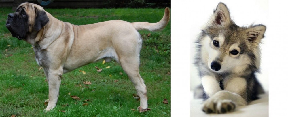 Miniature Siberian Husky vs English Mastiff - Breed Comparison