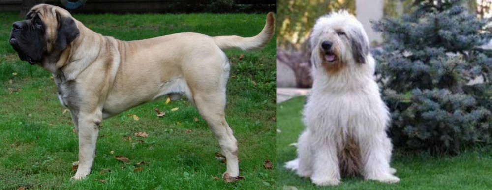 Mioritic Sheepdog vs English Mastiff - Breed Comparison