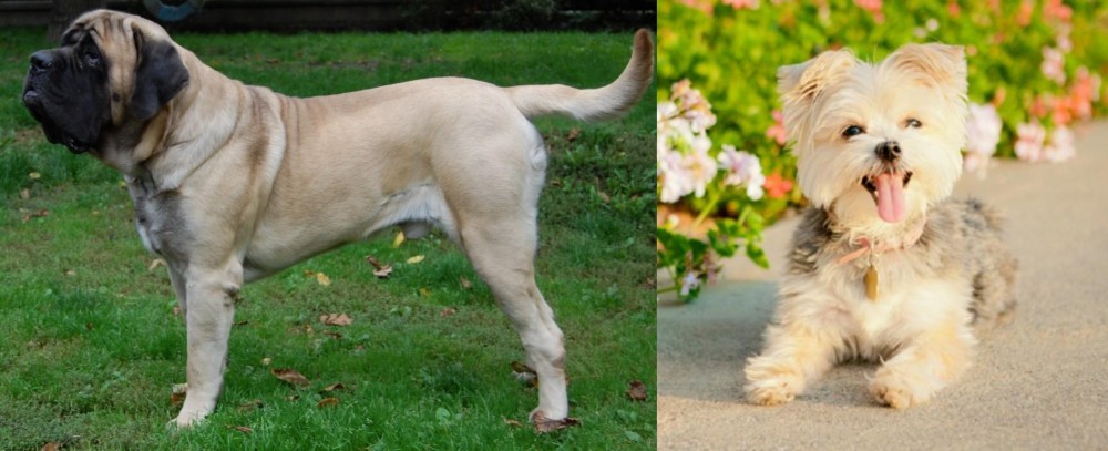 Morkie vs English Mastiff - Breed Comparison
