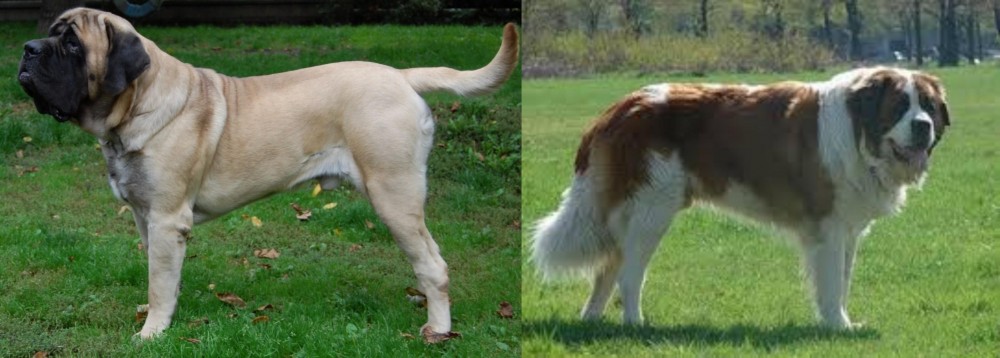Moscow Watchdog vs English Mastiff - Breed Comparison